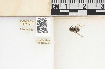 Media type: image;   Entomology 773840 Aspect: Labels